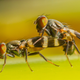 Fruit flies undergo a prelude of dances prior to mating. The dance begins when the male approaches the female slowly and vibrates his legs on her head.